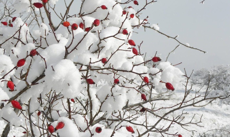 Cranberry Branches 